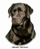 Labrador Retriever 9Y245D-018_2